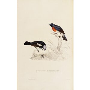 Phoenicura Rubeculoides - Phoenicura Coeruleocephala 25 John Gould A Century of Birds from the Himalaya Mountains.Museum quality giclée print