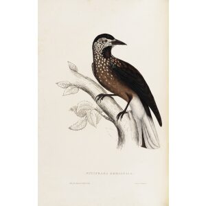 Nucifraga Hemispila 36 John Gould A Century of Birds from the Himalaya Mountains. Museum quality giclée print