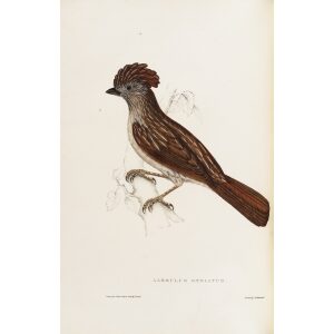Garrulus Striatus 37 John Gould A Century of Birds from the Himalaya Mountains. Museum quality giclée print