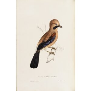 Qarrulus Bispecularis 38 John Gould A Century of Birds from the Himalaya Mountains. Museum quality giclée print