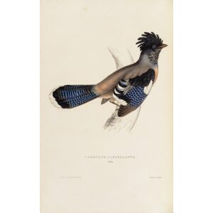 Garrulus Lanceolatus 39 John Gould A Century of Birds from the Himalaya Mountains. Museum quality giclée print