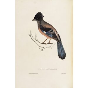 Garrulus Lanceolatus 40 John Gould A Century of Birds from the Himalaya Mountains. Museum quality giclée print