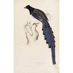 Pica Erythrorhyncha 41 John Gould A Century of Birds from the Himalaya Mountains. Museum quality giclée print