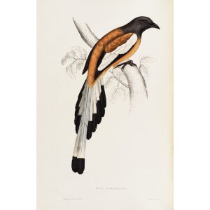 Pica Vagabunda 42 John Gould A Century of Birds from the Himalaya Mountains. Museum quality giclée print