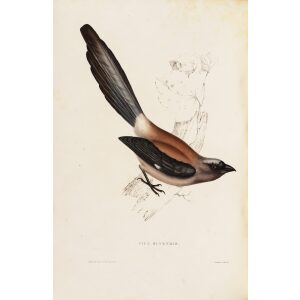 Pica Senensis 43 John Gould A Century of Birds from the Himalaya Mountains. Museum quality giclée print