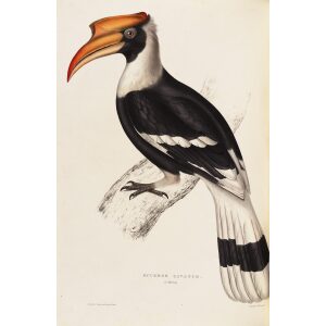 Buceros Cavatus 44 John Gould A Century of Birds from the Himalaya Mountains. Museum quality giclée print