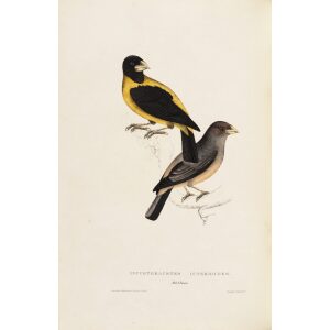 Coccothraustes Icterioides 45 John Gould A Century of Birds from the Himalaya Mountains. Museum quality giclée print