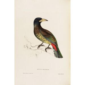 Bucco Grandis 46 John Gould A Century of Birds from the Himalaya Mountains. Museum quality giclée print