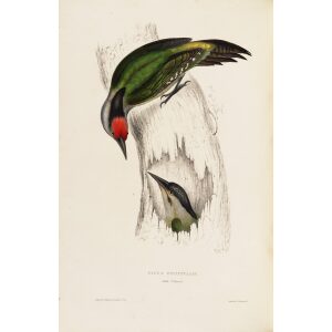 Picus Occipitalis 47 John Gould A Century of Birds from the Himalaya Mountains. Museum quality giclée print