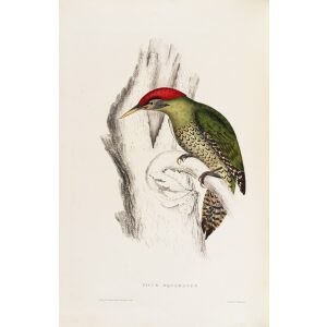 Picus Squamatus 48 John Gould A Century of Birds from the Himalaya Mountains. Museum quality giclée print