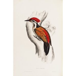 Picus Shorii 49 John Gould A Century of Birds from the Himalaya Mountains. Museum quality giclée print