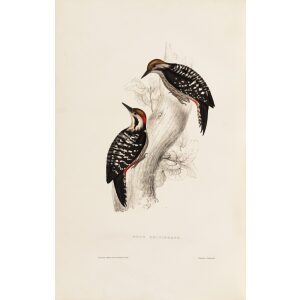Picus Brunnifrons 52 John Gould A Century of Birds from the Himalaya Mountains. Museum quality giclée print