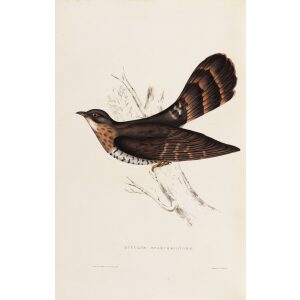 Cuculus Sparverioides 53 John Gould A Century of Birds from the Himalaya Mountains. Museum quality giclée print