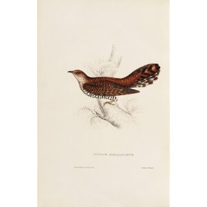 Cuculus Himalayanus 54 John Gould A Century of Birds from the Himalaya Mountains. Museum quality giclée print