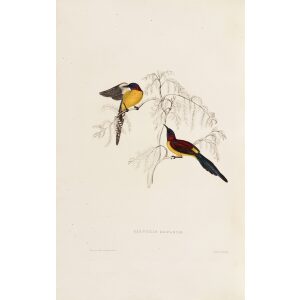 Cinnyris Gouldiae 56 John Gould A Century of Birds from the Himalaya Mountains. Museum quality giclée print