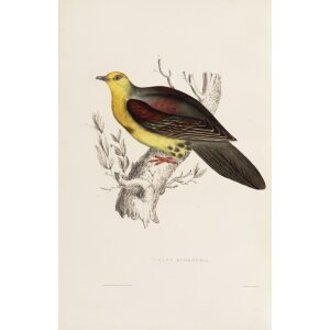 Vinago Sphenura 57 John Gould A Century of Birds from the Himalaya Mountains. Museum quality giclée print