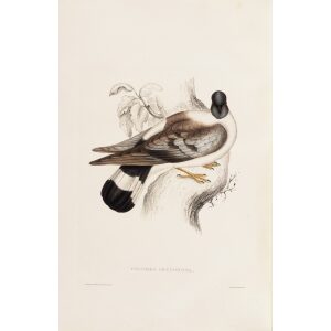Columba Leuconota 59 John Gould A Century of Birds from the Himalaya Mountains. Museum quality giclée print