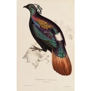 Lophophorus Imeyanus 60 John Gould A Century of Birds from the Himalaya Mountains. Museum quality giclée print