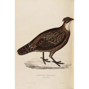 Lophophorus Imeyanus 61 John Gould A Century of Birds from the Himalaya Mountains. Museum quality giclée print
