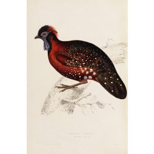 Tragopan Satyrus 62 John Gould A Century of Birds from the Himalaya Mountains. Museum quality giclée print