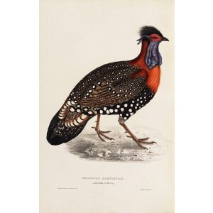 Tragopan Hastingsii 63 John Gould A Century of Birds from the Himalaya Mountains. Museum quality giclée print