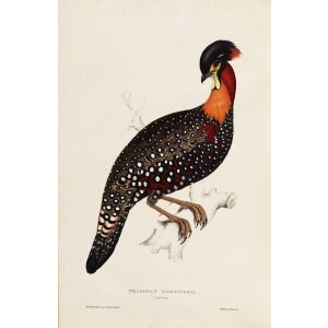Tragopan Hastingsii 64 John Gould A Century of Birds from the Himalaya Mountains. Museum quality giclée print