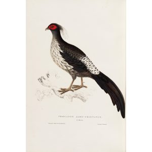 Phasianus Albo-Cristatus 66 John Gould A Century of Birds from the Himalaya Mountains. Museum quality giclée print