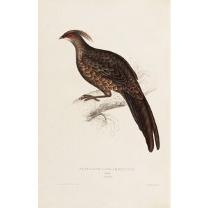 Phasianus Albo-Cristatus 67 John Gould A Century of Birds from the Himalaya Mountains. Museum quality giclée print