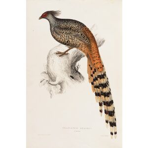 Phasianus Staceii 68 John Gould A Century of Birds from the Himalaya Mountains. Museum quality giclée print