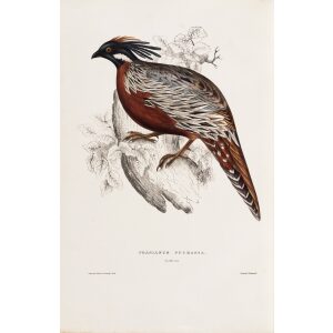 Phainus Pucrasia 69 John Gould A Century of Birds from the Himalaya Mountains. Museum quality giclée print