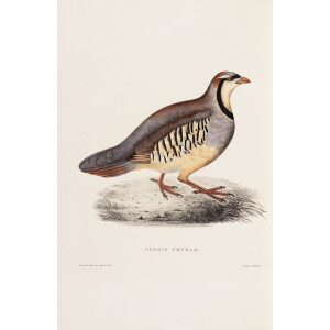 Perdix Chukar 71 John Gould A Century of Birds from the Himalaya Mountains. Museum quality giclée print