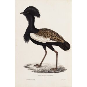 Otis Himalayanus 73 John Gould A Century of Birds from the Himalaya Mountains. Museum quality giclée print