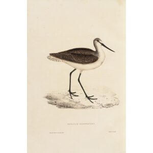 Totanus Glotoides 76 John Gould A Century of Birds from the Himalaya Mountains. Museum quality giclée print