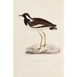 Vanellus Goensis 78 John Gould A Century of Birds from the Himalaya Mountains. Museum quality giclée print