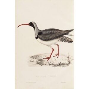 Ibidorhyncha Struthersii 79 John Gould A Century of Birds from the Himalaya Mountains. Museum quality giclée print