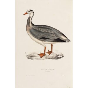 Anser Indicus 80 John Gould A Century of Birds from the Himalaya Mountains. Museum quality giclée print