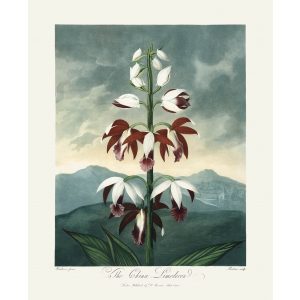 The China Limodoron by Robert Thornton – Temple of Flora, or Garden of Nature – Museum Quality Giclee Print – Heritage Prints Facsimile