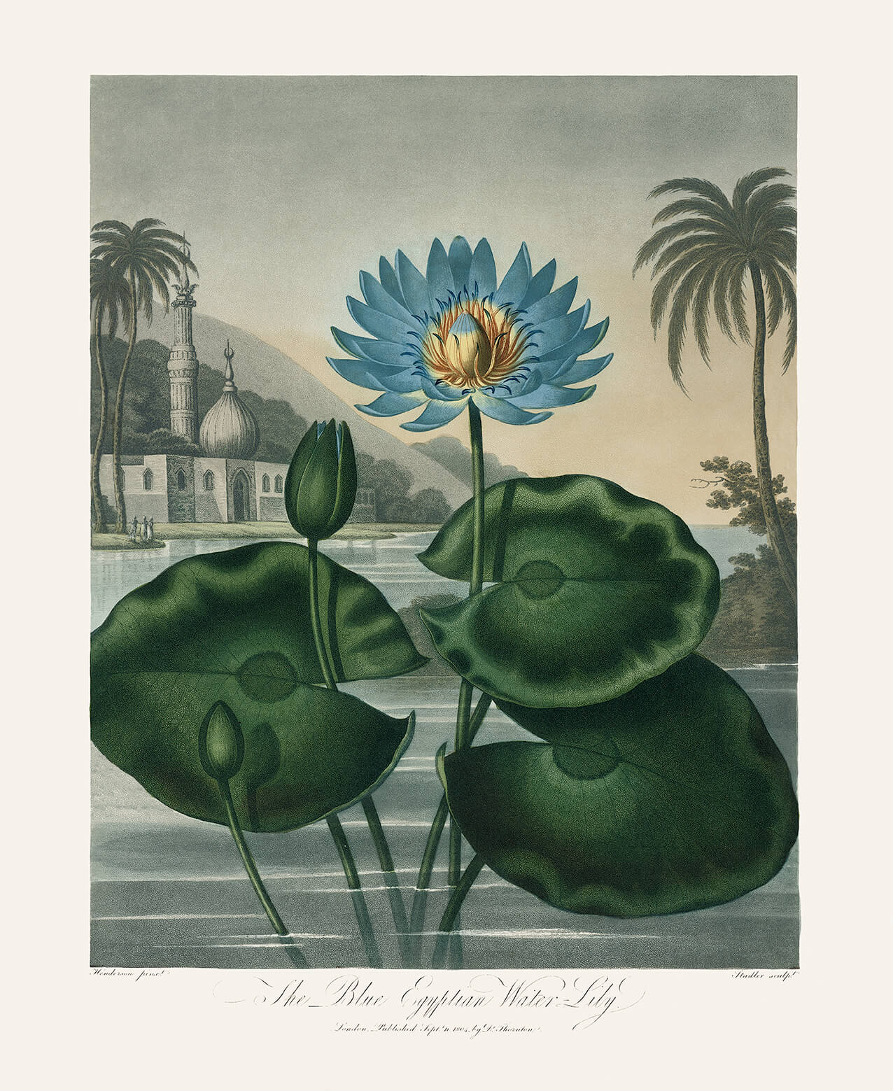 The Blue Egyptian Water Lily by Robert Thornton – Temple of Flora, or Garden of Nature – Museum Quality Giclee Print – Heritage Prints Facsimile
