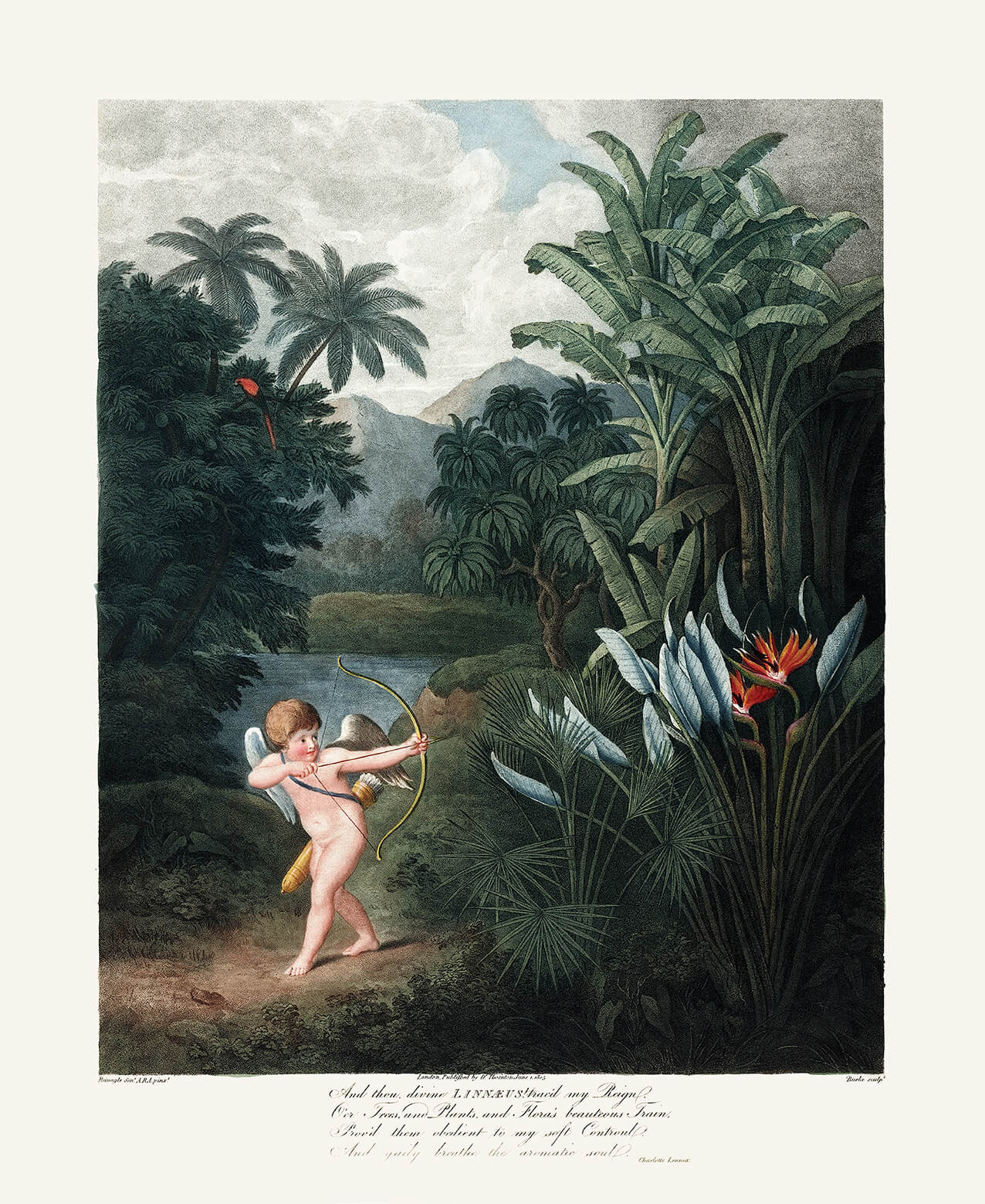 Cupid Inspiring the Plants with Love by Robert Thornton – Temple of Flora, or Garden of Nature – Museum Quality Giclee Print – Heritage Prints Facsimile