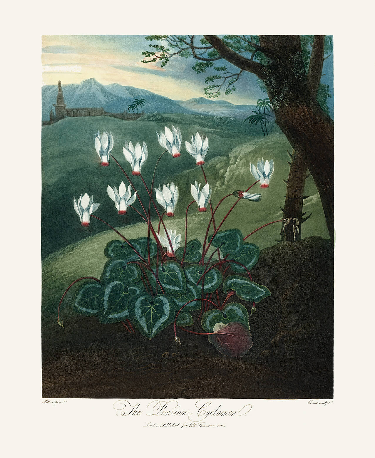 The Persian Cyclamen by Robert Thornton – Temple of Flora, or Garden of Nature – Museum Quality Giclee Print – Heritage Prints Facsimile