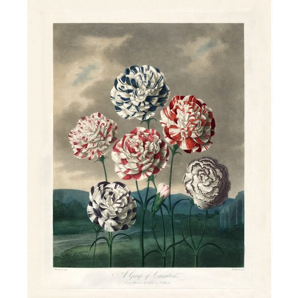 A Group of Carnations by Robert Thornton – Temple of Flora, or Garden of Nature – Museum Quality Giclee Print – Heritage Prints Facsimile