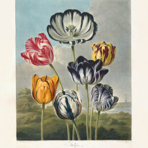 Tulips by Robert Thornton – Temple of Flora, or Garden of Nature – Museum Quality Giclee Print – Heritage Prints Facsimile