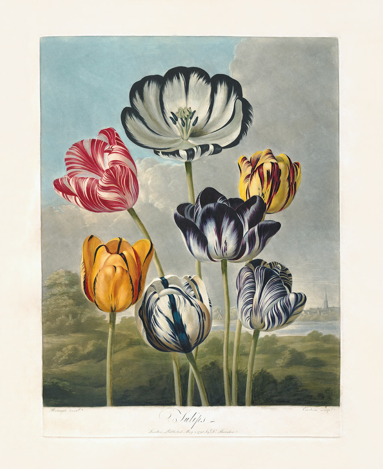 Tulips by Robert Thornton – Temple of Flora, or Garden of Nature – Museum Quality Giclee Print – Heritage Prints Facsimile