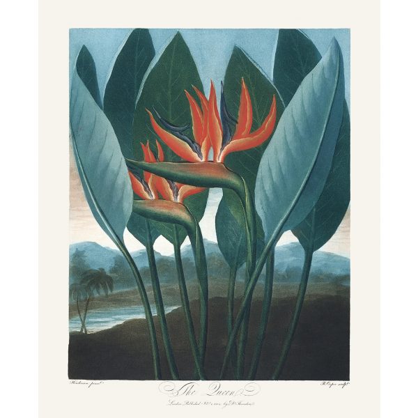 The Queen by Robert Thornton – Temple of Flora, or Garden of Nature – Museum Quality Giclee Print – Heritage Prints Facsimile