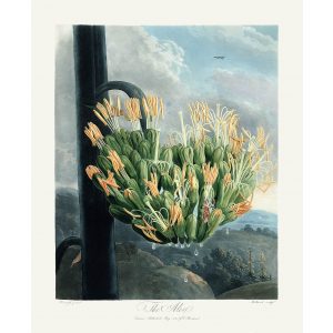 The American Aloe by Robert Thornton – Temple of Flora, or Garden of Nature – Museum Quality Giclee Print – Heritage Prints Facsimile