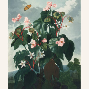 Oblique Leaved Begonia by Robert Thornton – Temple of Flora, or Garden of Nature – Museum Quality Giclee Print – Heritage Prints Facsimile