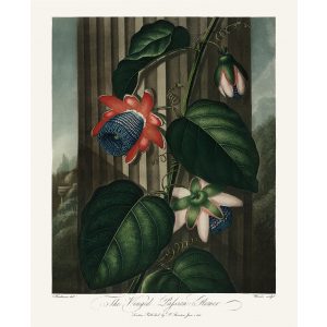 The Winged Passion Flower by Robert Thornton – Temple of Flora, or Garden of Nature – Museum Quality Giclee Print – Heritage Prints Facsimile