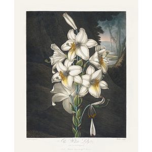 The White Lily by Robert Thornton – Temple of Flora, or Garden of Nature – Museum Quality Giclee Print – Heritage Prints Facsimile Robert Thornton Temple of Flora Garden of Nature Giclée The White Lily