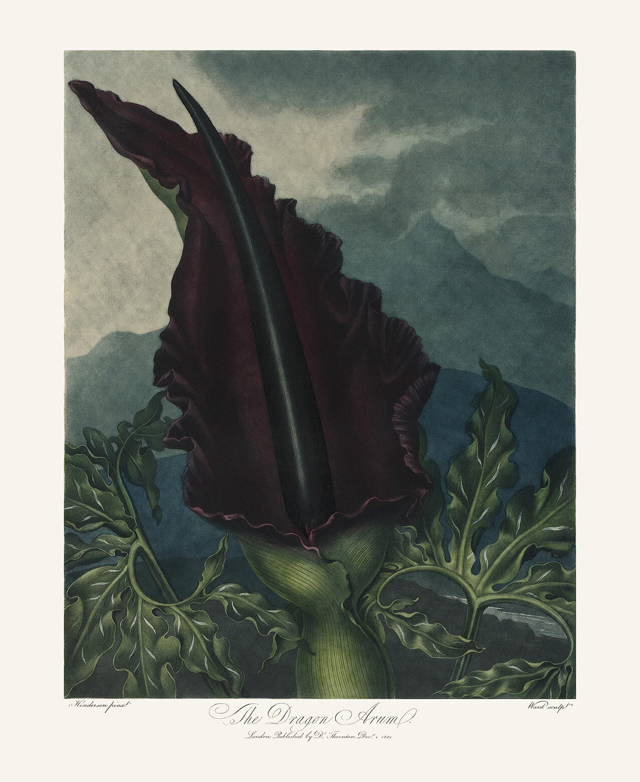 The Dragon Arum by Robert Thornton – Temple of Flora, or Garden of Nature – Museum Quality Giclee Print – Heritage Prints Facsimile
