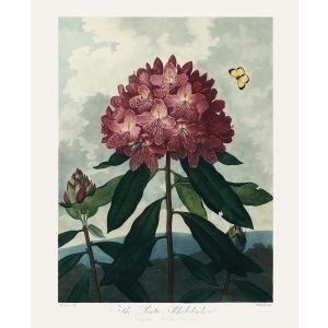 Pontic Rhododendron by Robert Thornton – Temple of Flora, or Garden of Nature – Museum Quality Giclee Print – Heritage Prints Facsimile